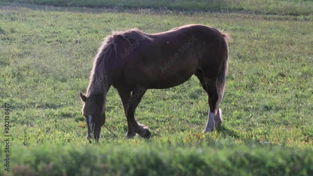 Red horse on a leash with white spots on the muzzle and hind legs grazing in a summer meadow and eating fresh green grass in the evening in Sunny weather. Concept of agribusiness, horse breeding Red horse on a leash with white spots on the muzzle and hind legs grazing in a summer meadow and eating fresh green grass in the evening in Sunny weather. Concept of agribusiness, horse breeding