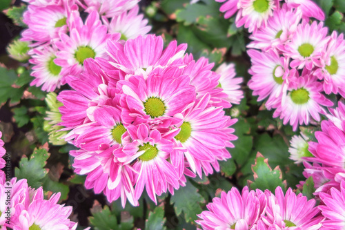 Pink chrysanthemum or daisies flowers