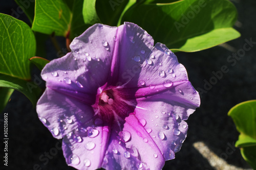 Beach moonflower photo