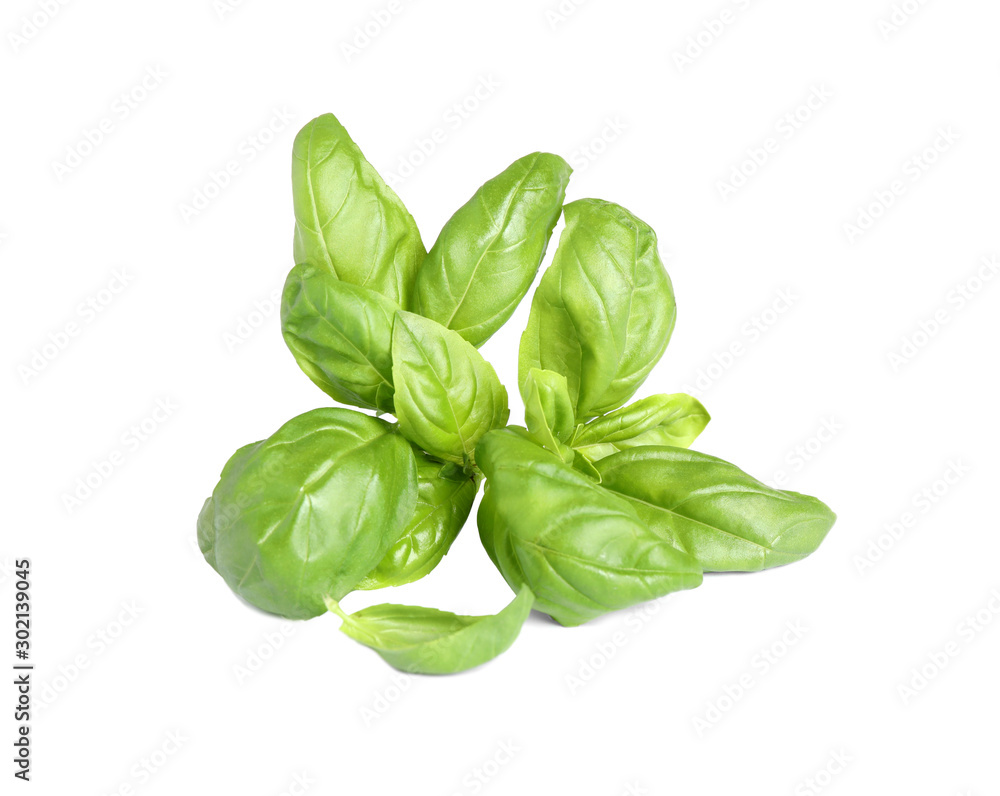 Fresh green basil leaves isolated on white Fresh green basil leaves isolated on white