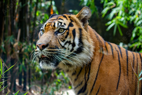   A close up image of a dangerous Sumatran Tiger