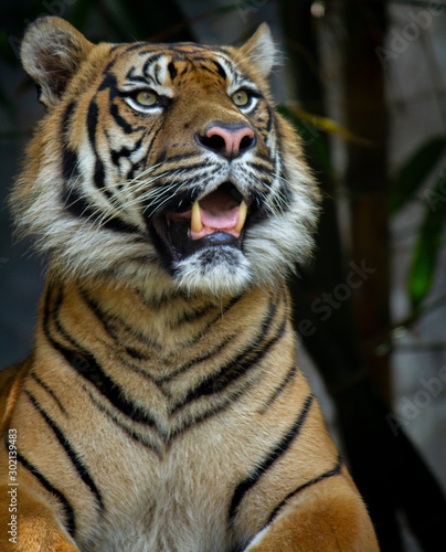 Fototapeta Naklejka Na Ścianę i Meble -  A proud Sumatran Tiger baring its teeth