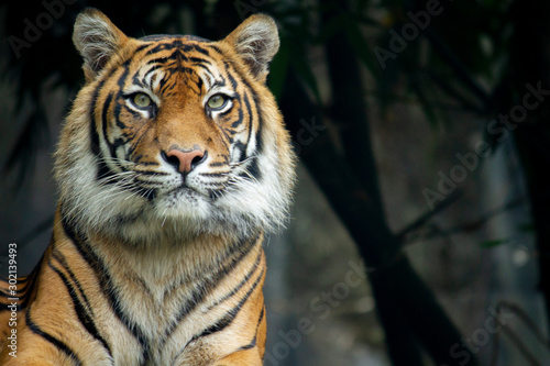A proud Sumatran Tiger looking at the camera with space to the right of frame