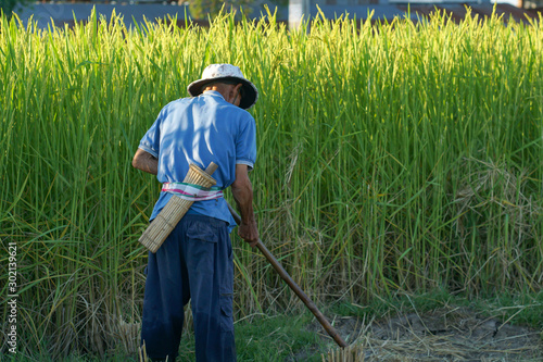 Farmers looking for rice fields
