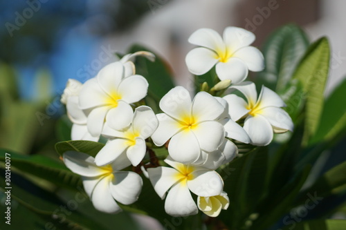 Plumeria flowers are good, white on a bright day.