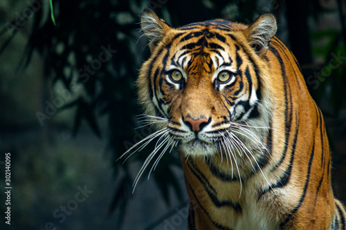 Billede på lærred Proud Sumatran Tiger prowling towards the camera