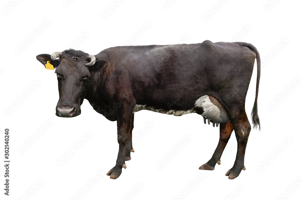 Cow full length isolated on white
