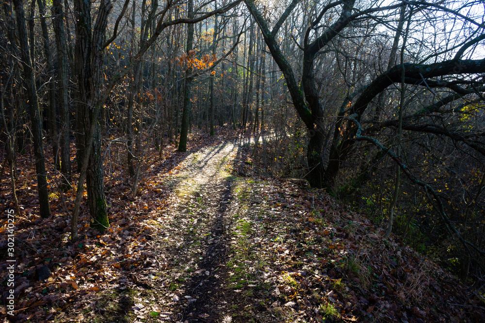 Obraz premium hiking trail walkway footpath lane at november forest, fallen leaves and tree shadow