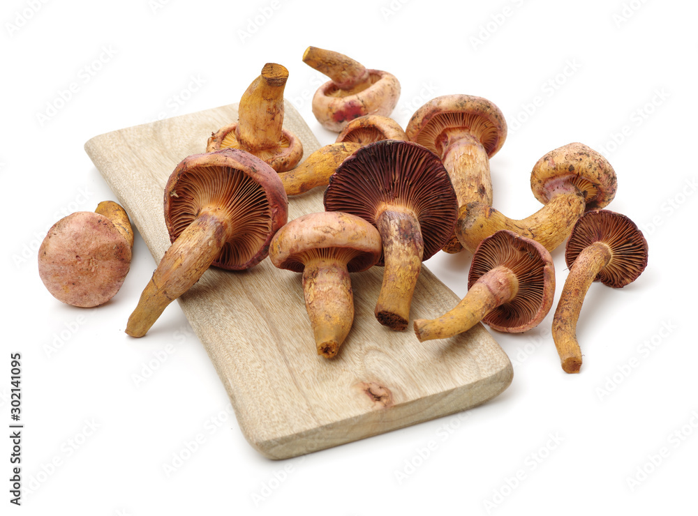 Fototapeta premium boletus mushrooms on white background