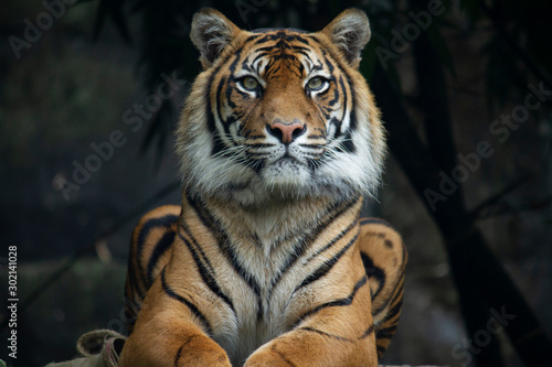 Sumatran Tiger landscape orientation