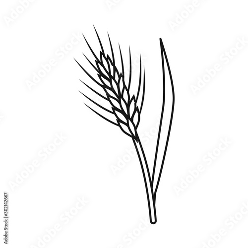 Vector design of barley and sheaf symbol. Set of barley and crop vector icon for stock.