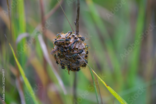 wasp hive on a stalk in the grass