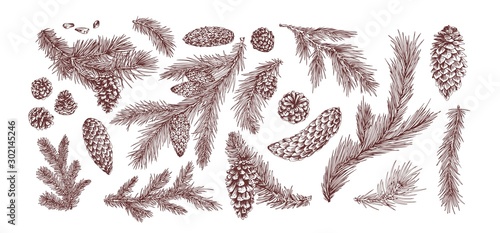Fir branches hand drawn vector illustrations set. Christmas tree branches pack. Pine cones isolated on white background. Botanical elements realistic drawing. Monochrome floral items.