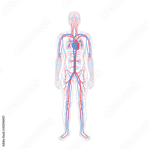 circulatory system anatomy