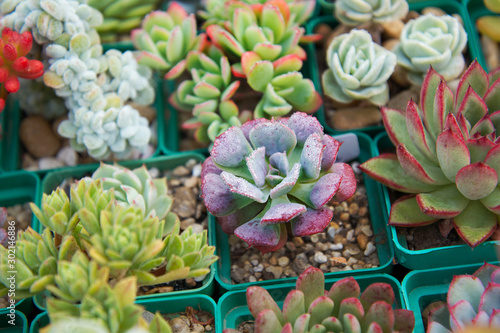 Collection of succulents, echeverias, sedums and other houseplants