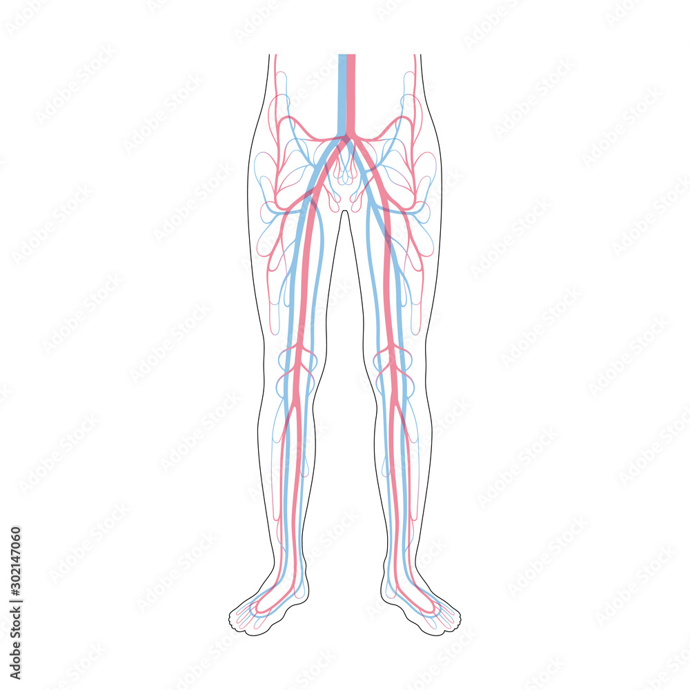 circulatory system anatomy circulatory system anatomy