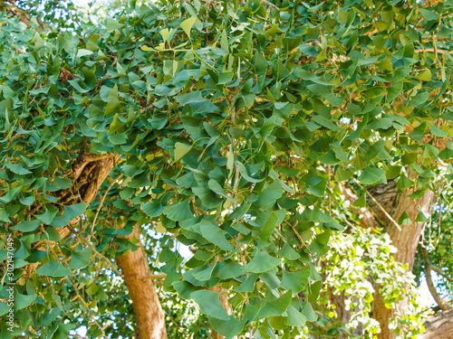 Feuilles vertes en forme de palme, fendues et lobées et branches garnies d'ovules du Ginkgo ou arbre aux quarante écus (Ginkgo biloba) photo