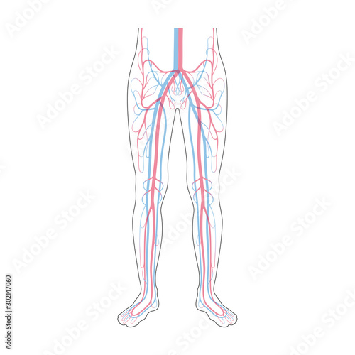 circulatory system anatomy