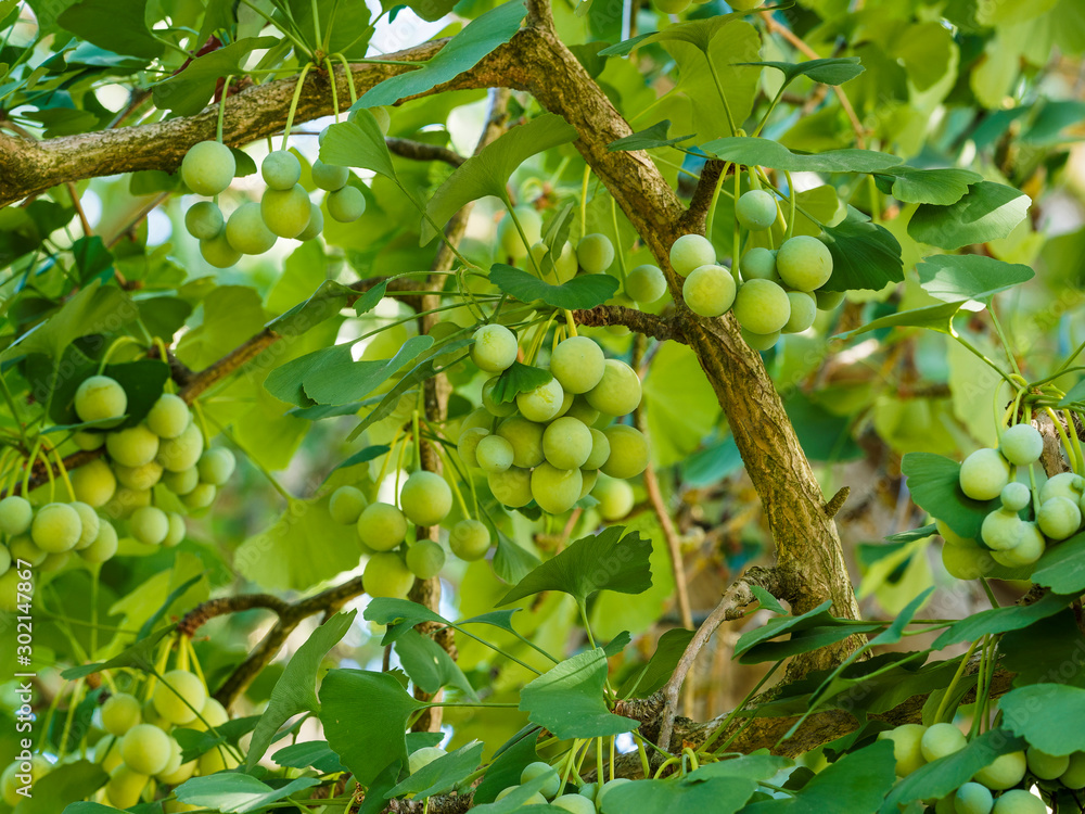Feuilles vertes en forme de palme, fendues et lobées et branches garnies d'ovules du Ginkgo ou arbre aux quarante écus (Ginkgo biloba)