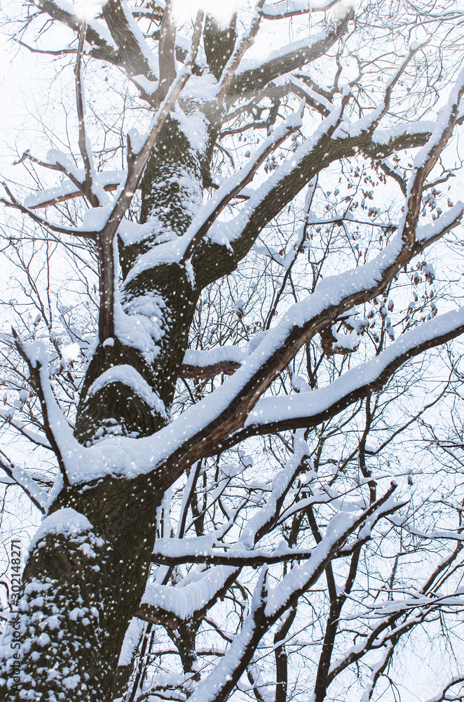 Background of snow on the branches of trees Background of snow on the branches of trees