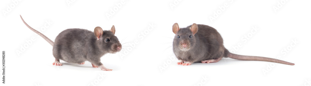 rat close-up isolated on white background rat close-up isolated on white background