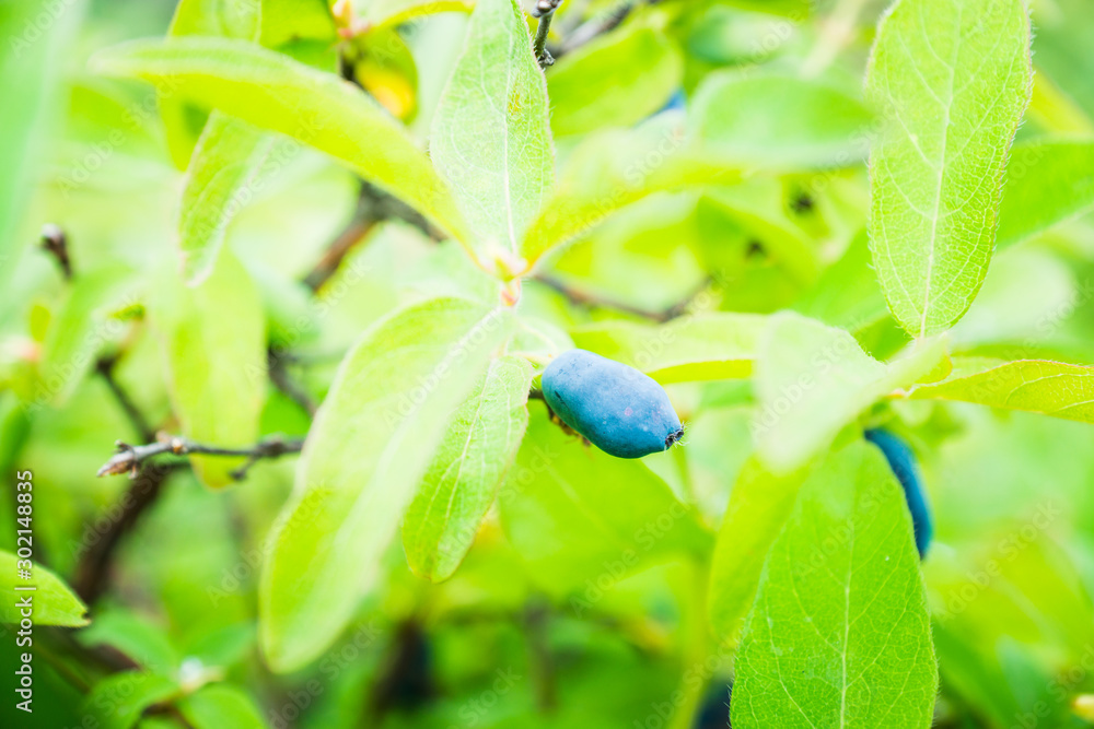 Ripe honeysuckle berries on the bush. Selective focus. Shallow depth of field. Ripe honeysuckle berries on the bush. Selective focus. Shallow depth of field.