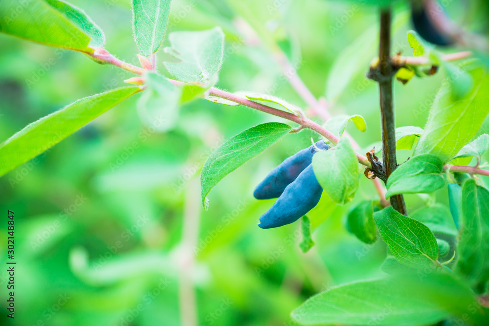 Ripe honeysuckle berries on the bush. Selective focus. Shallow depth of field. Ripe honeysuckle berries on the bush. Selective focus. Shallow depth of field.