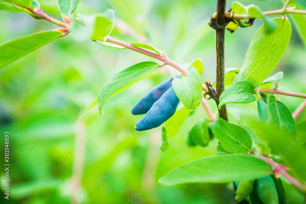 Ripe honeysuckle berries on the bush. Selective focus. Shallow depth of field. Ripe honeysuckle berries on the bush. Selective focus. Shallow depth of field.
