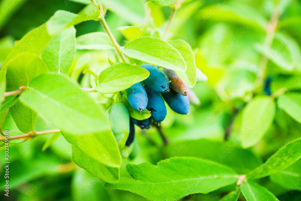 Ripe honeysuckle berries on the bush. Selective focus. Shallow depth of field. Ripe honeysuckle berries on the bush. Selective focus. Shallow depth of field.