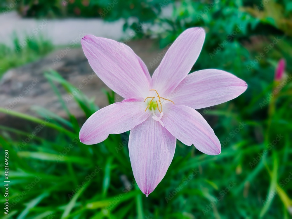flower on background of green grass flower on background of green grass