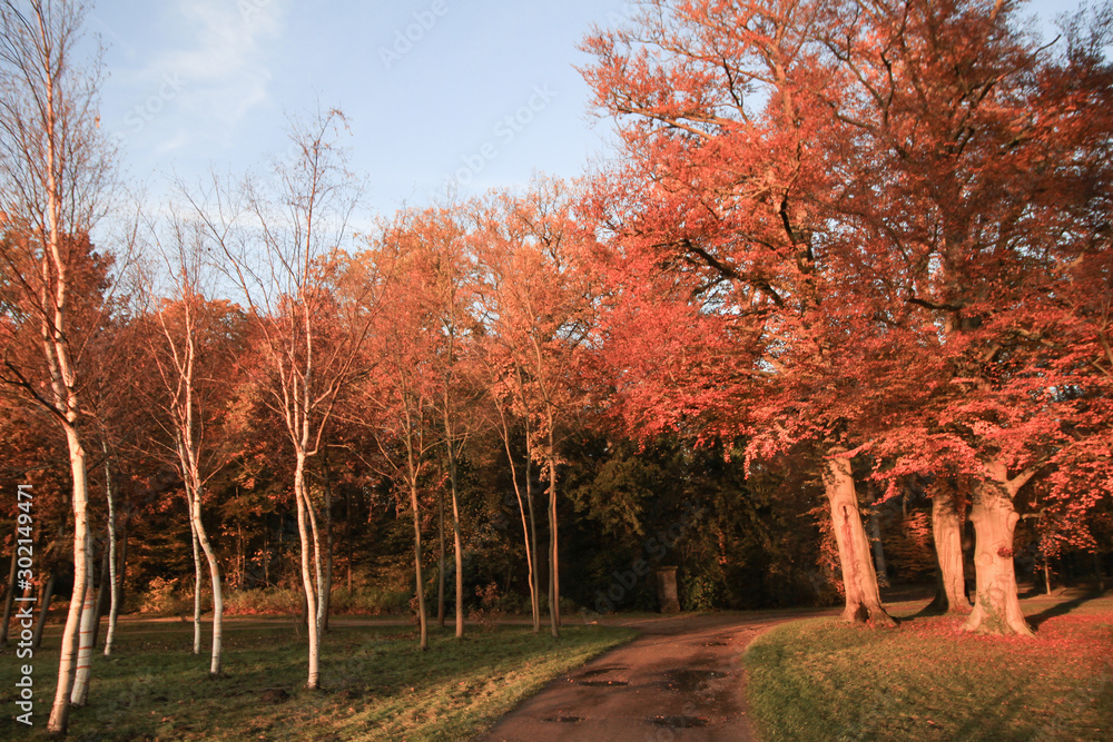 Fototapeta premium Herbstsonne im Park