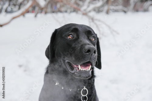 Black Labrador dog looking directly at the camera a sad look. Retriever dark color on snowy street.