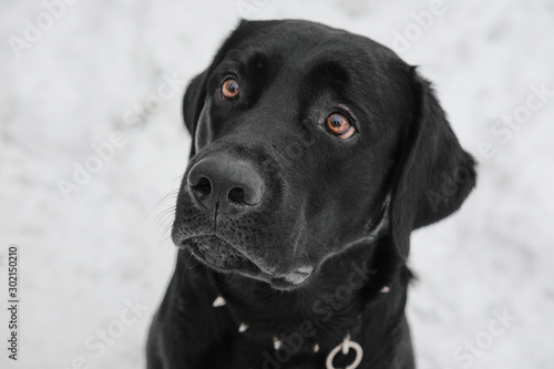 Black Labrador dog looking directly at the camera a sad look. Retriever dark color on snowy street.