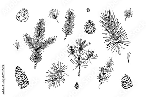 Set of coniferous plant decor elements in sketch style isolated on white background. Vector illustration of fir, pine, larch branches and cones Christmas and New Year decoration