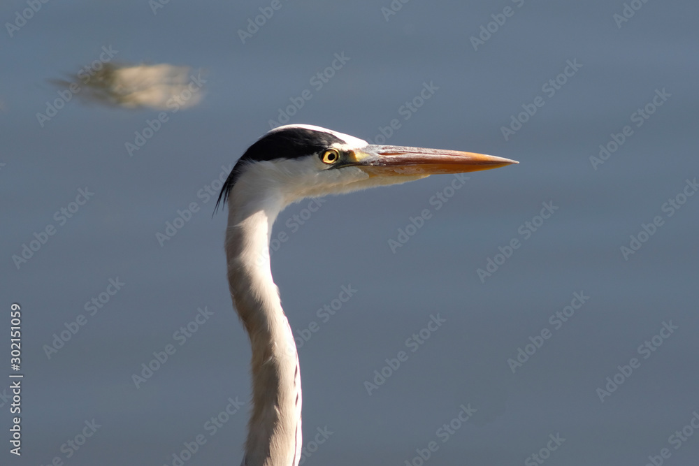 great blue heron in water great blue heron in water