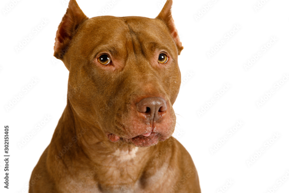 Portrait of a thoroughbred American Pit Bull Terrier dog over white Portrait of a thoroughbred American Pit Bull Terrier dog over white