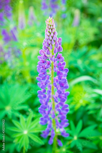 Lupine flowers different colors on the field. Selective focus.