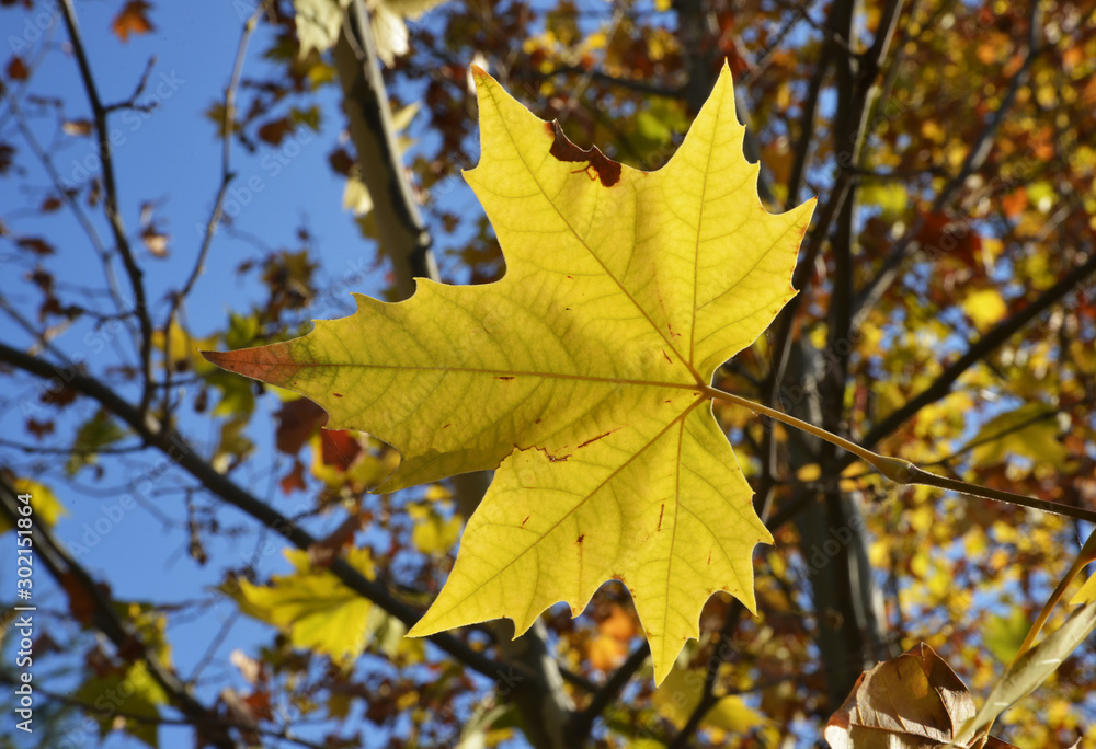 yellowed leaves of  trees on autumn