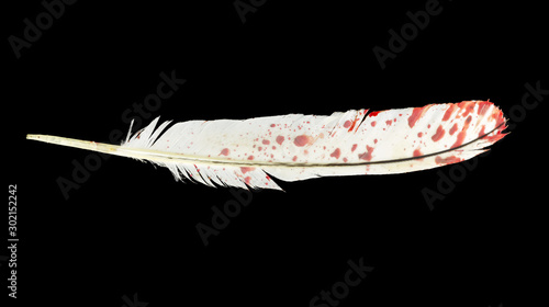 drop of blood on a black bird feather isolated on black background photo