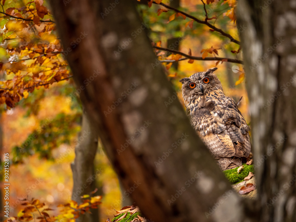 Eurasian eagle-owl (Bubo Bubo) in colorful autumn forest. Eurasian eagle owl sitting on tree. Owl in colorful autumn forest. Eurasian eagle-owl (Bubo Bubo) in colorful autumn forest. Eurasian eagle owl sitting on tree. Owl in colorful autumn forest.