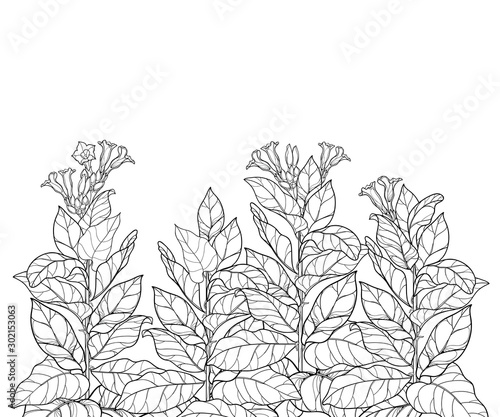 Field with outline toxic Tobacco plant or Nicotiana flower bunch, bud and leaf in black isolated on white background.