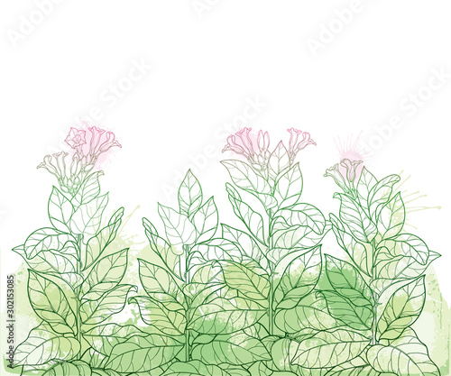 Field with outline toxic Tobacco plant or Nicotiana flower bunch, bud and leaf in pastel green on the white background.