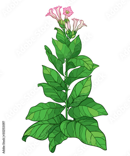 Outline toxic Tobacco plant or Nicotiana flower bunch, bud and green leaf isolated on white background.