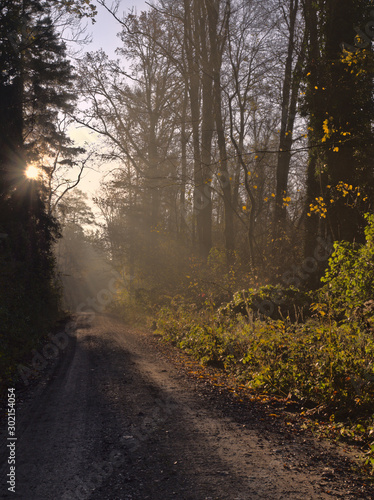 Sun rays shining through the forest im the early morning