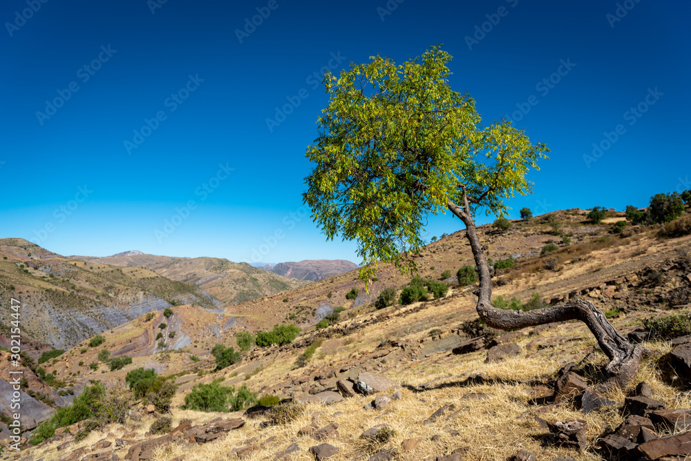 A tree growing out of the sloped arid hillside overlooking the hilly landscape on the outskirts of the Maragua Crater in Bolivia on a sunny and clear day.