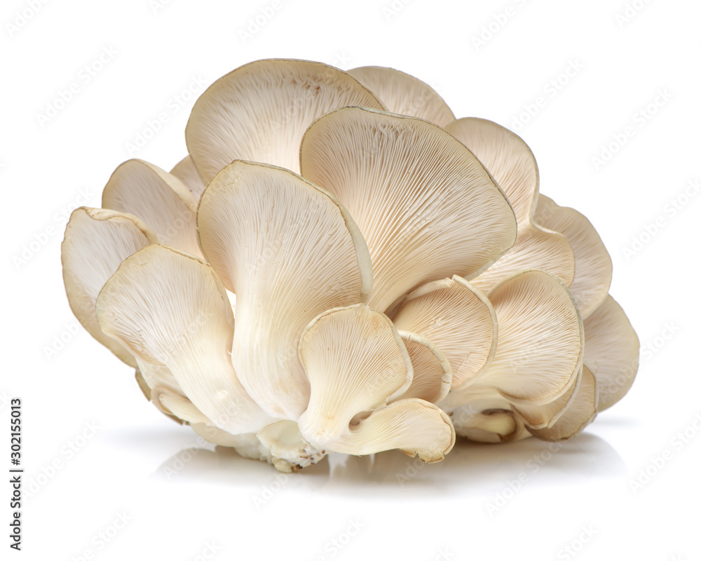 oyster mushroom on white background oyster mushroom on white background