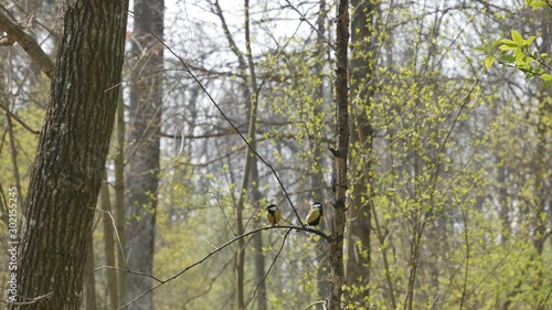  Two tit sit on a birch branch in a spring forest.
