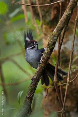 Slaty Brush-finch - Atlapetes schistaceus, shy gray and brown brush-finch from Andean slopes of South America, Guango lodge, Ecuador. photo