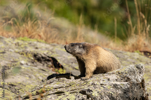 Marmotte au soleil dans les Alpes