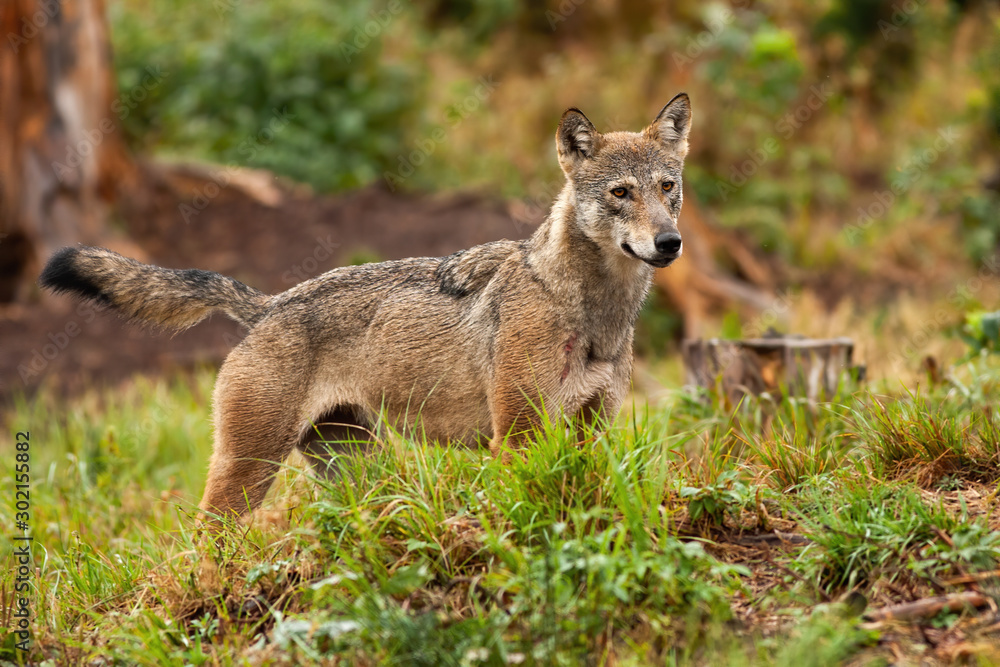 A cute grey wolf, canis lupus, watching something in the distance and looking to the right of the camera. Wild canine hunting in the colorful forest. Mammal in wilderness. A cute grey wolf, canis lupus, watching something in the distance and looking to the right of the camera. Wild canine hunting in the colorful forest. Mammal in wilderness.